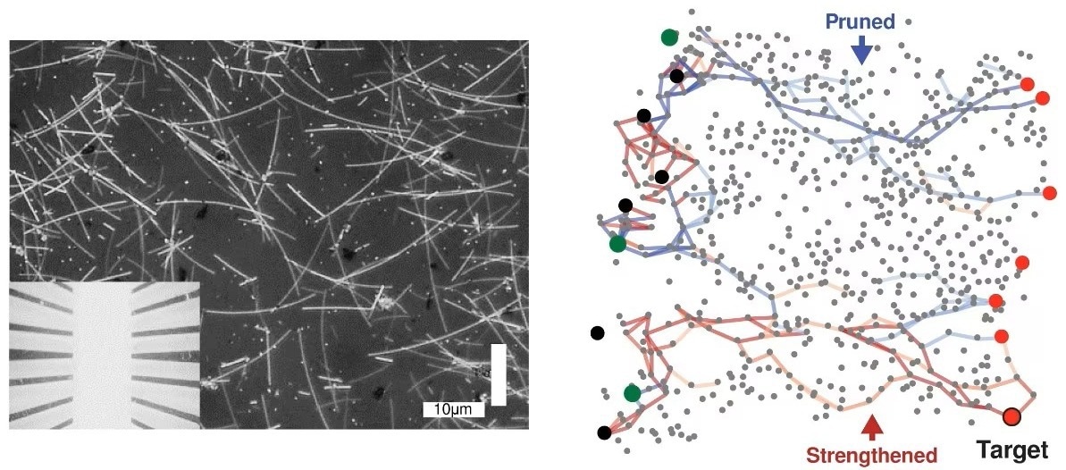 Nanowire Networks Exhibit Human-Like Intelligence.