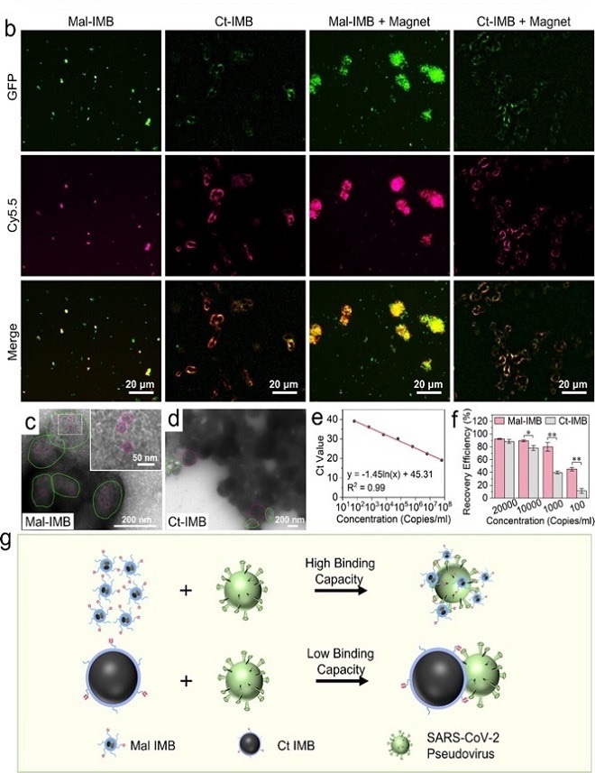 New and Effective Method for Testing the SARS-CoV-2 Virus