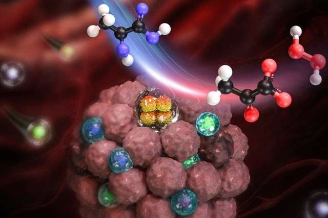La nanocápsula ayuda a aumentar la actividad de las células inmunitarias en ratones