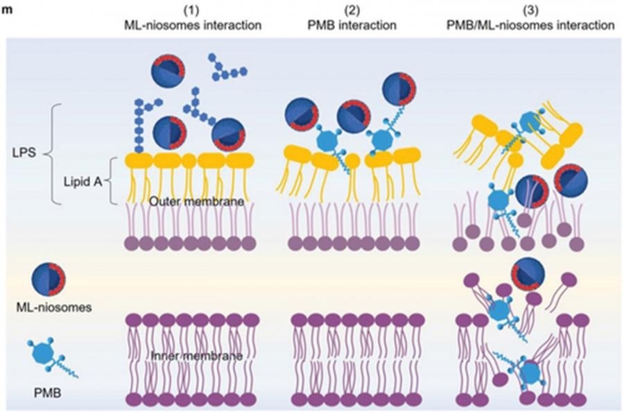 Lipid Nanoparticles: A Potent Weapon Against Gram-Negative Bacteria