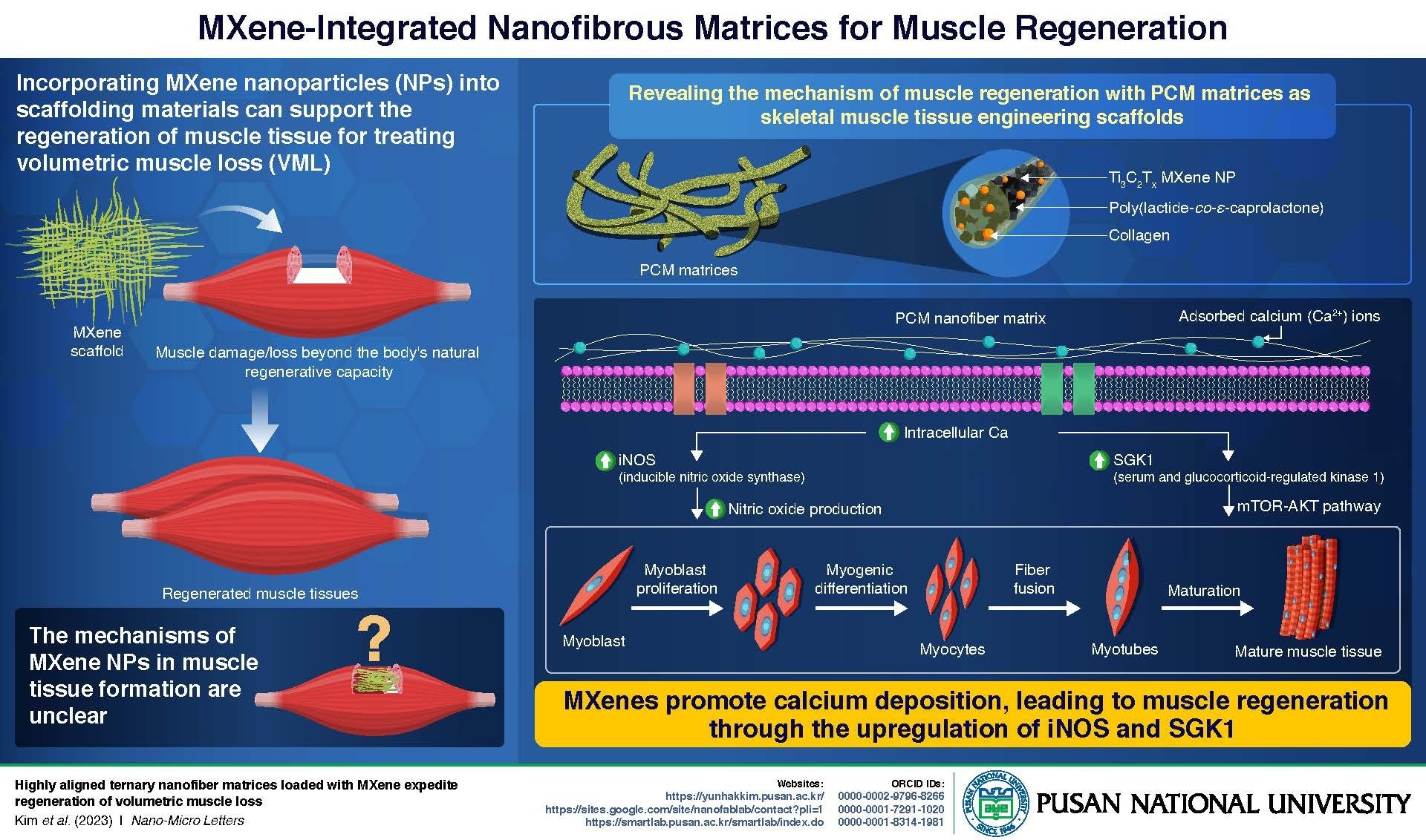 Pusan National University’s Breakthrough in Muscle Regeneration: Nanotech Scaffolding Supports Tissue Growth