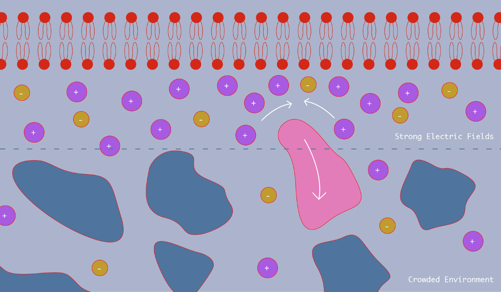 Electric Field in Cells Stop Nanoparticles Entering Membrane