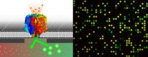 Nano-Fabricated Chip to Analyse Membrane Proteins