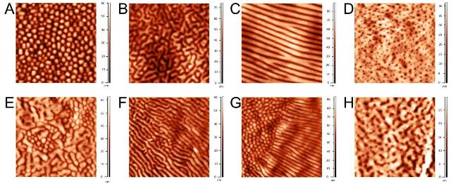 Scientists Analyze Corneal Surface Nanopatterns in 23 Insect Orders Using Atomic Force Microscopy