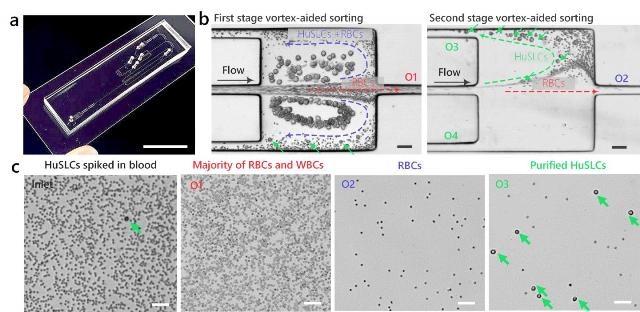 Novel Microfluidic Device Enables Automatic Double Extraction and Purification of Target Cells