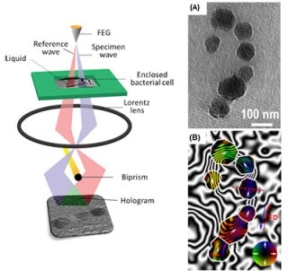 Scientists Use Electron Microscopy to Study Magnetic Fields of Bacterial Cells and Nano-Objects