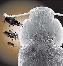 X-ray Imaging Helps Explain Limits to Insect Body Size