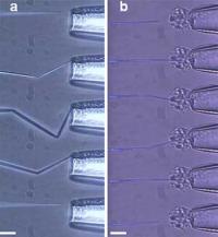 Carbon Nanopipettes Smaller Measure Current and are Smaller Than Cells