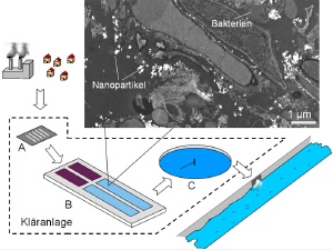 Bacteria in Sewage Sludge Prevent Certain Nanoparticles Clumping Together