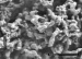 Tungsten Carbide and Tungsten Carbide Cobalt Nanoparticles Can Enter Cultured Mammalian Cells
