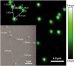 Bright, Stable and Bio-Friendly Nanocrystals Act as Individual Investigators of Activity within Cells