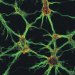 Nanodiamond Monolayer Coatings Promote Formation of Functional Neuronal Networks