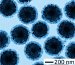 Researchers Develop Superparamagnetic Gold Nanoshells