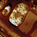 Veeco to Host Free Webinar on AFM in Food Research