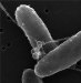 Biophysicists Find Electron Transport Through Bacterial Nanowires
