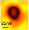 Researchers Demonstrate Metallic Conductance in Ferroelectric Nanodomains