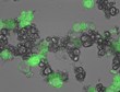 MIT Researchers Develop Protein-Factory Nanoparticles for Cancer Treatment