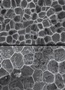Study on Microstructures of Plants Helps Develop Bio-Inspired Materials