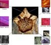 Nanoindentation Employed to Study Material Properties of Fossilized Teeth