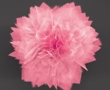Nanoflowers Hold Potential for Next-Generation Solar Cells and Energy Storage Devices