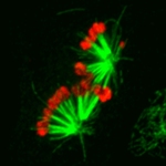 Microscopic Study Provides New Insights into Cell Division