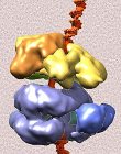 Researchers Discover What Happens to Helicase Enzyme Before it Encircles the DNA