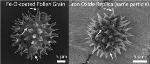 Magnetic Replicas of Sunflower Pollen Grains Possess Natural Adhesion Properties over Nanoscale Distances