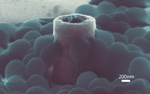 Study Investigates How Individual S. aureus Cells Glom onto Metallic Nanostructures