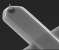NanoWorld Release Ultra-Short Cantilevers for High-Speed AFM