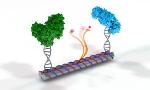 Research Team Develops 3-D Artificial Enzyme Cascade Using DNA Nanotechnology