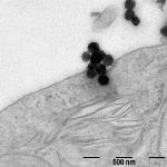 Toxicologist Discovers Shortcomings in Studies on Risks Associated with Nanoparticles