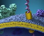 Ion Channels with Short Carbon Nanotubes Can be Inserted into Live Cell Membranes