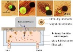 Immunoassay Couples Nano-Engineered Particles and Microfluidic Chips for Capturing Circulating Tumor Cells