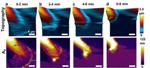 High-Speed AFM Helps Image Physical Properties of Live Breast Cancer Cells