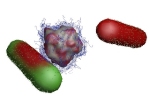 Silver-Ion Infused Lignin Nanoparticles Effectively Kill Bacteria