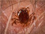 New Less Toxic Antiparasitic Nanoparticles for Fighting Ticks