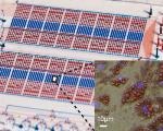 Freiburg-Based Research Group Develops Microfluidic Chip for Adipose Analysis