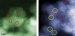 Visualizing Individual Gold Nanoclusters on Iron Oxide Surfaces