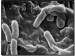 Microcapsules that Attract, Capture, and Kill Harmful Bacteria