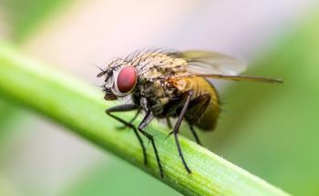 Lack of Nanotoxicity in Drosophila for Onion-Peel Derived Carbon Nanospheres