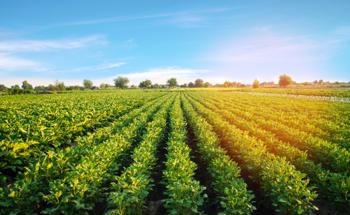 Nanotechnology and Organic Farming Partner to Improve Crops
