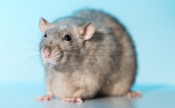 Study Finds Silver Nanoparticles and Noise Exposure Induces Rat Hearing Loss