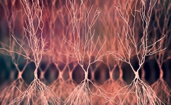 Nanoscale Thermometer Reads Temperature of Neurons Firing