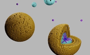 Understanding How Nanoparticle Elasticity Affects Physiological Fate