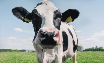 Eco-Friendly Nanoparticles Tackle Cattle Parasites