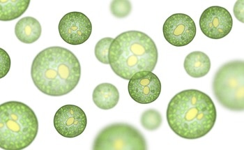 Green Microalgae Offer Insight into MXene Bioremediation
