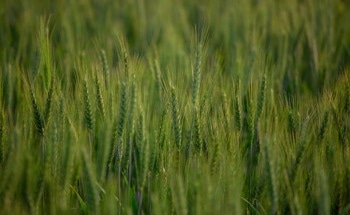 How Does Nanoplastics Build-Up Affect Crop Grains?