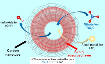 Carbon Nanotubes’ Acidic Layer Enables Confinement of Anion Impurities