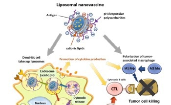New Nanovaccine Can Improve Cellular Immunity