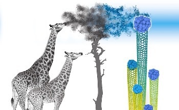 Rice Theorists Show How to Grow Pure Nanotubes with Single Chirality